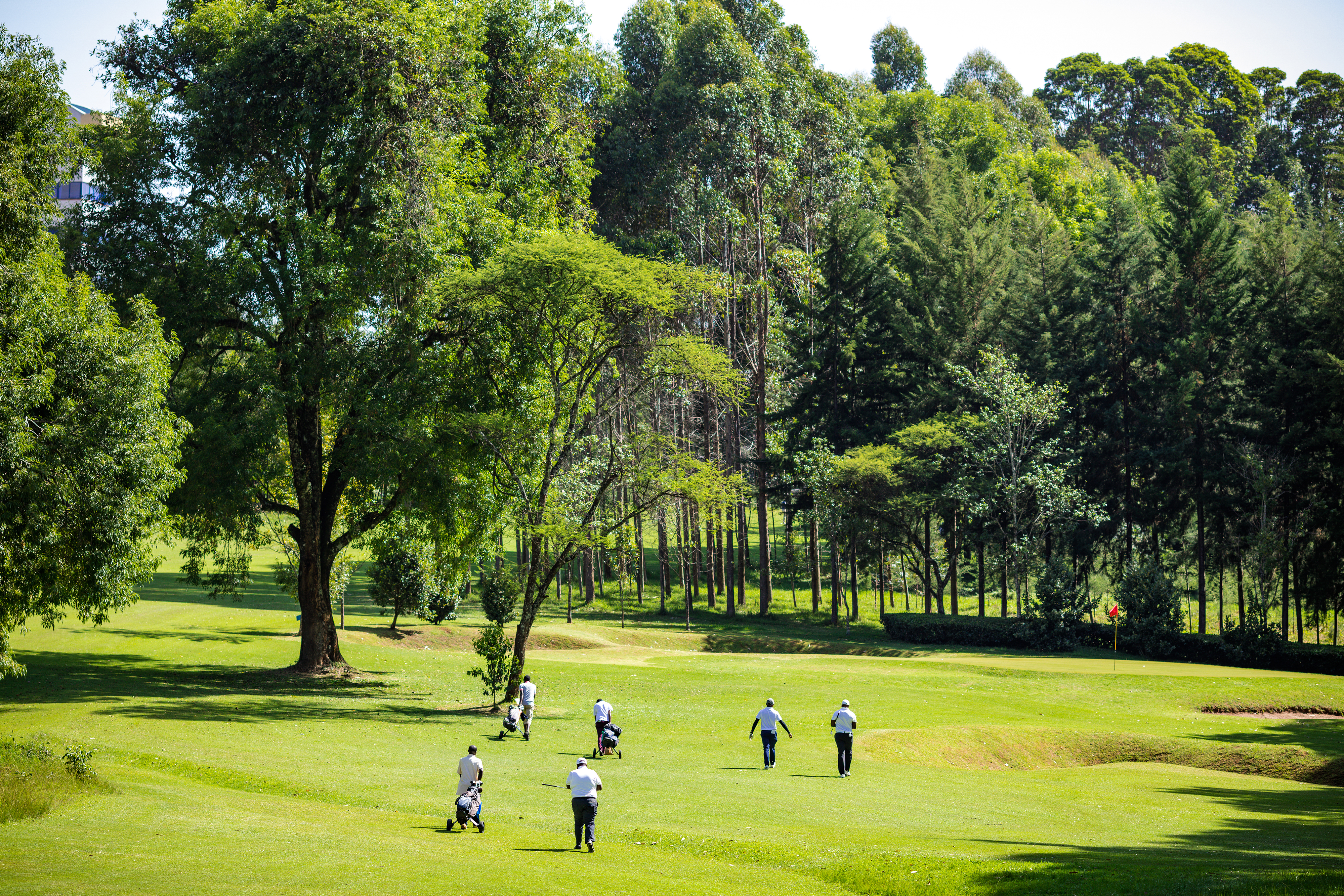 Six golfers in white shirts walking up a wide fairway with pull trolleys, tall eucalyptus and pine framing the hole and a red flagstick on the green beyond