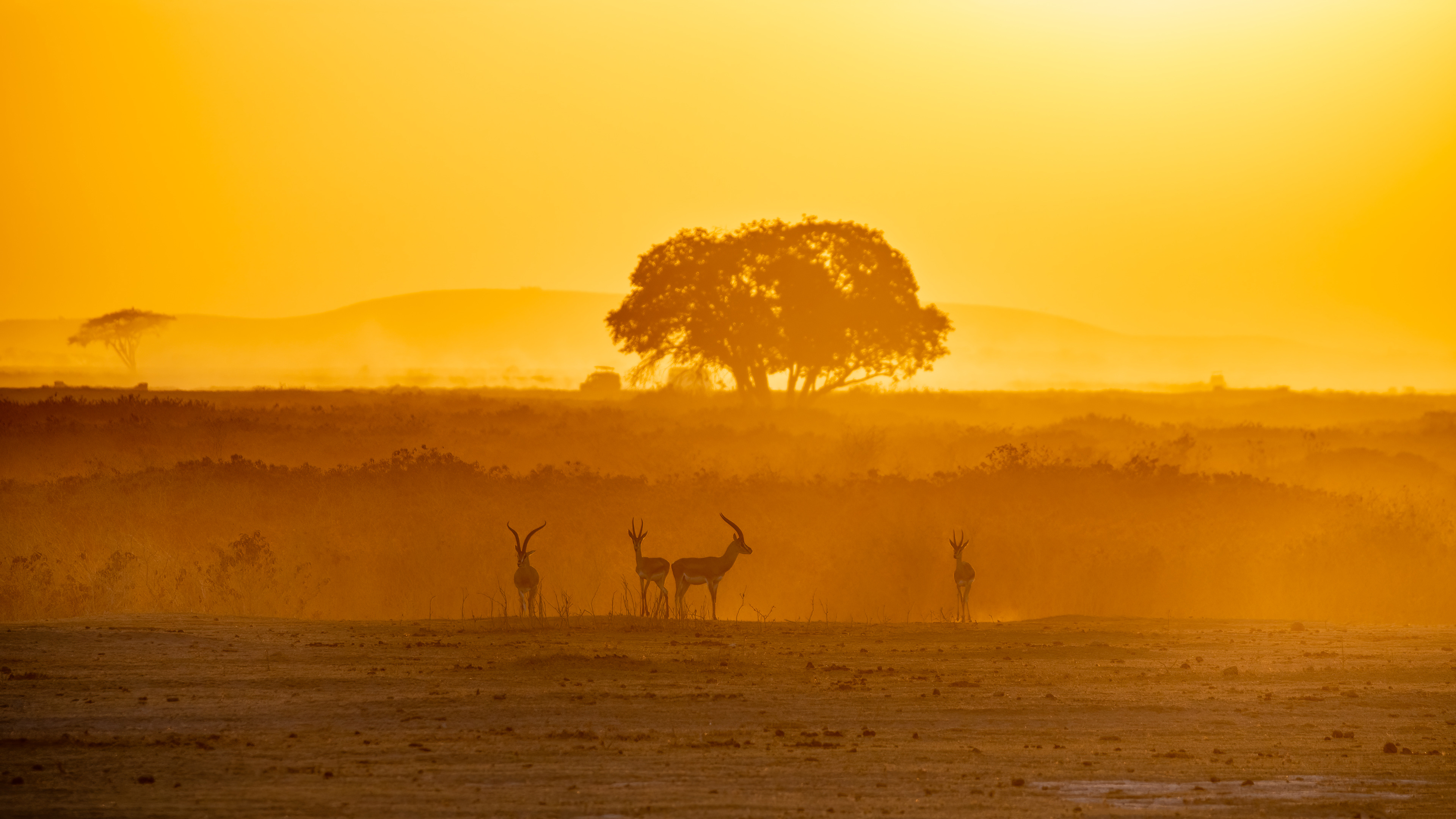 Gazelle standing in long grass at sunrise, a flat-topped acacia and low hills on the horizon