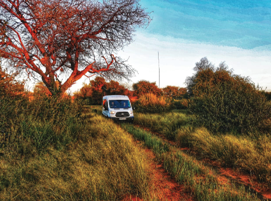 A white SAVVA minibus on a red sand track through Kalahari bush, a bare thorn tree lit by late sun above it