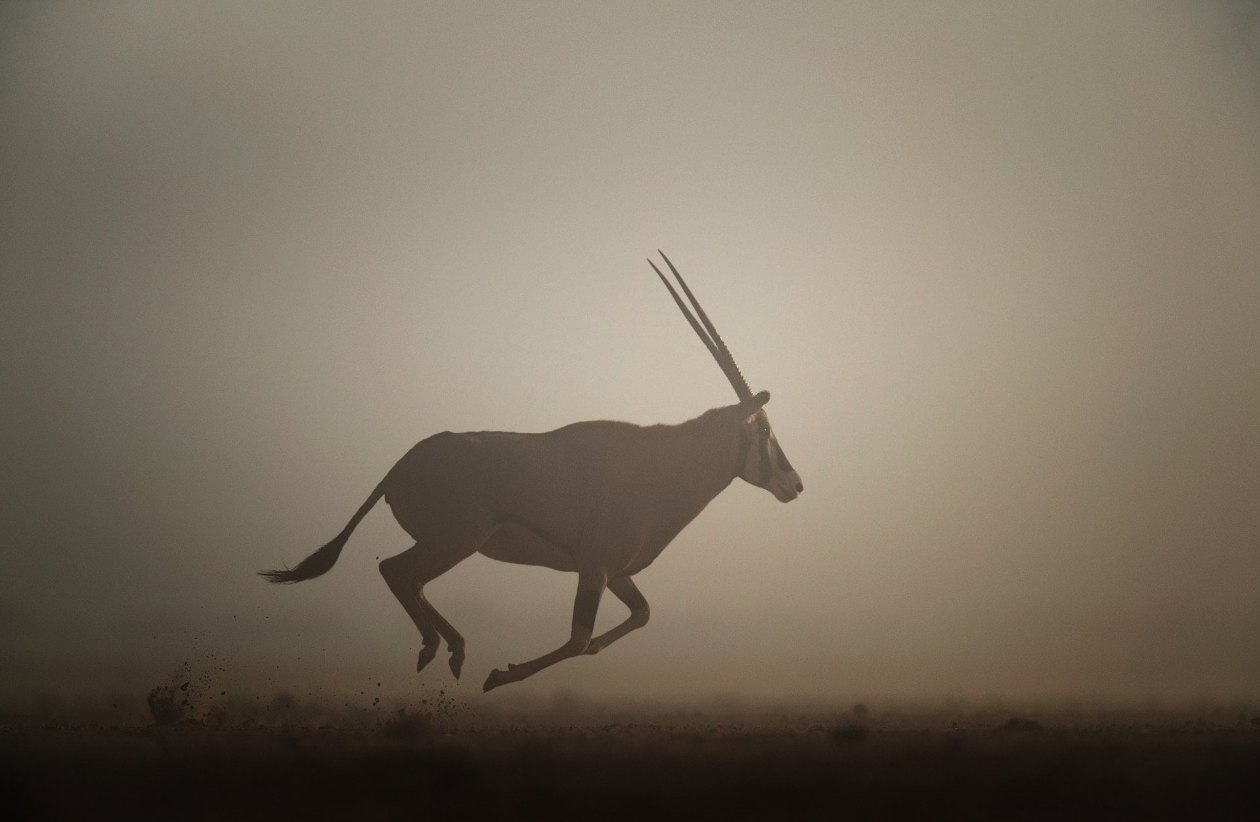 An oryx running through low dust at first light, horns swept back, open ground behind it