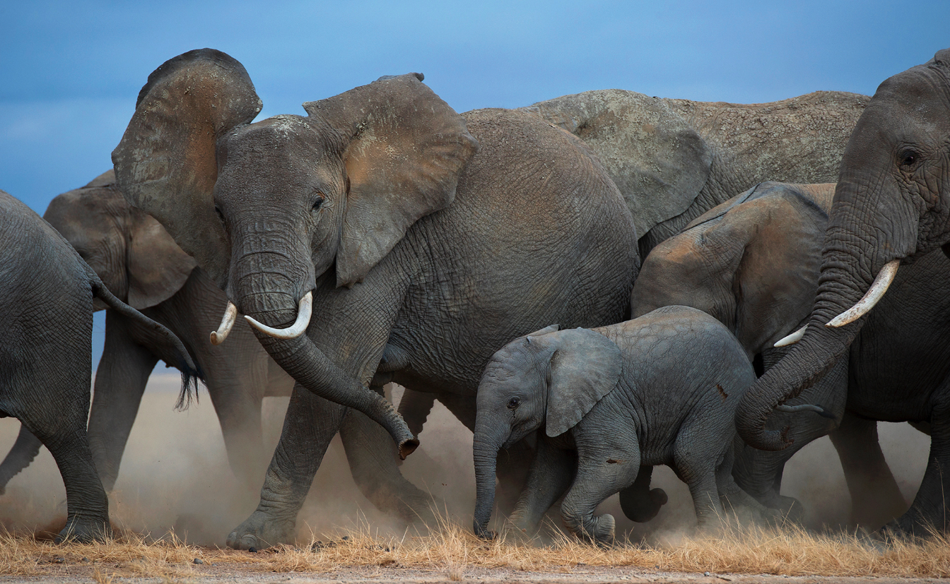 A breeding herd of elephants walking through dust in dry grass, a calf kept between two adults