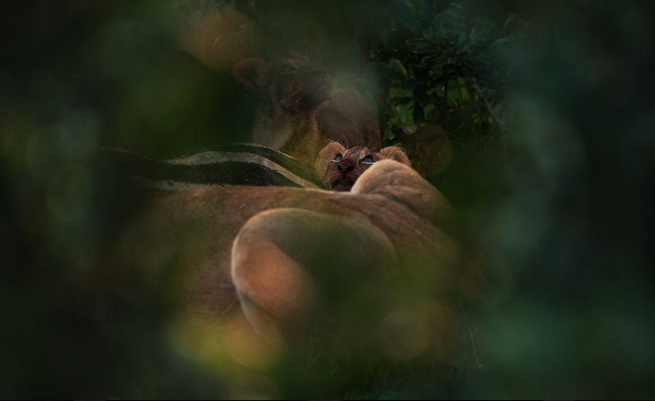 A lion cub looking up over the back of an adult lioness, both half hidden behind out-of-focus green thicket