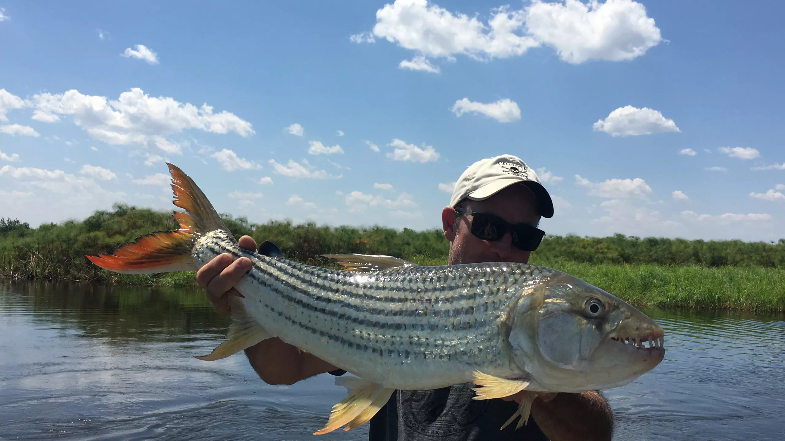 An angler holding a tiger fish above the water, orange tail fin spread, reed bank behind