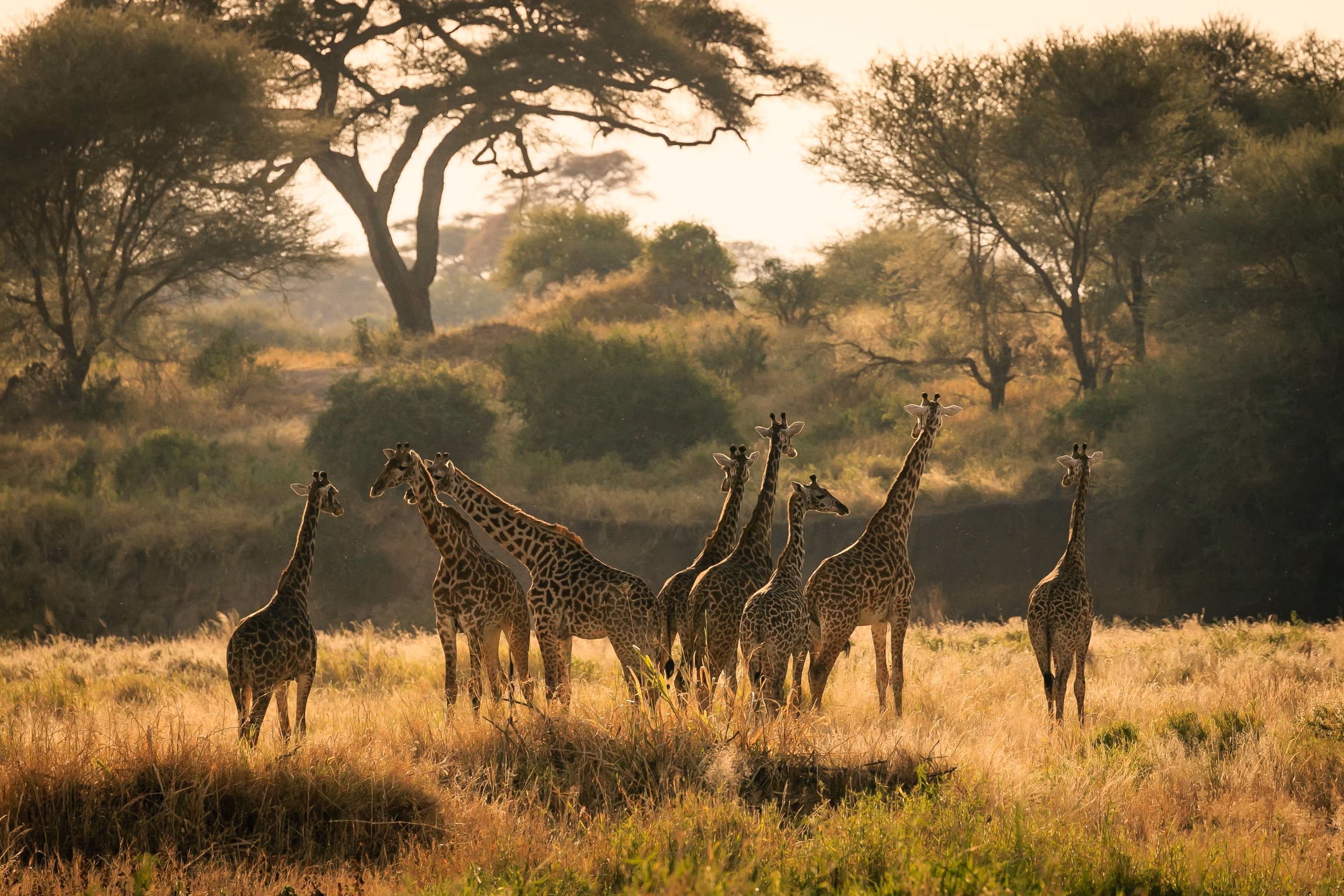 A herd of giraffe standing in golden grass below acacia trees in late afternoon light